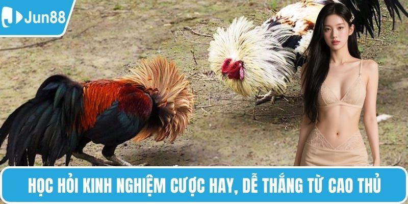 Học hỏi kinh nghiệm cược hay, dễ thắng từ cao thủ