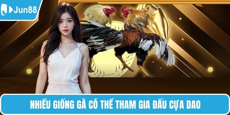 Nhiều giống gà có thể tham gia đấu cựa dao