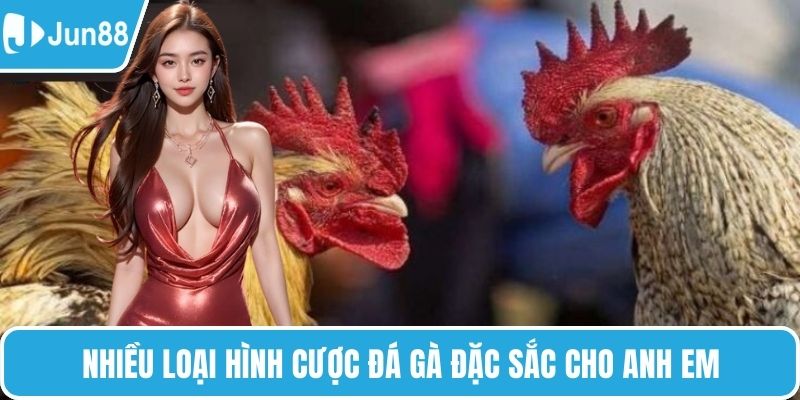 Nhiều loại hình cược đá gà đặc sắc cho anh em