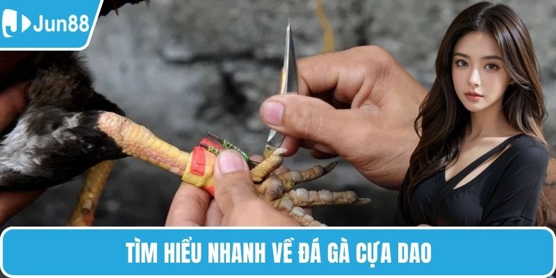 Tìm hiểu nhanh về đá gà cựa dao